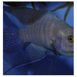 Paraplesiops meleagris - Blue Devil - Western