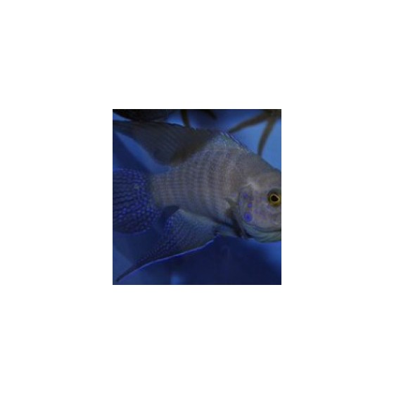 Paraplesiops meleagris - Blue Devil - Western