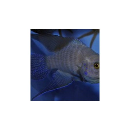 Paraplesiops meleagris - Blue Devil - Western