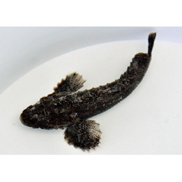 Paraploactis obbesi