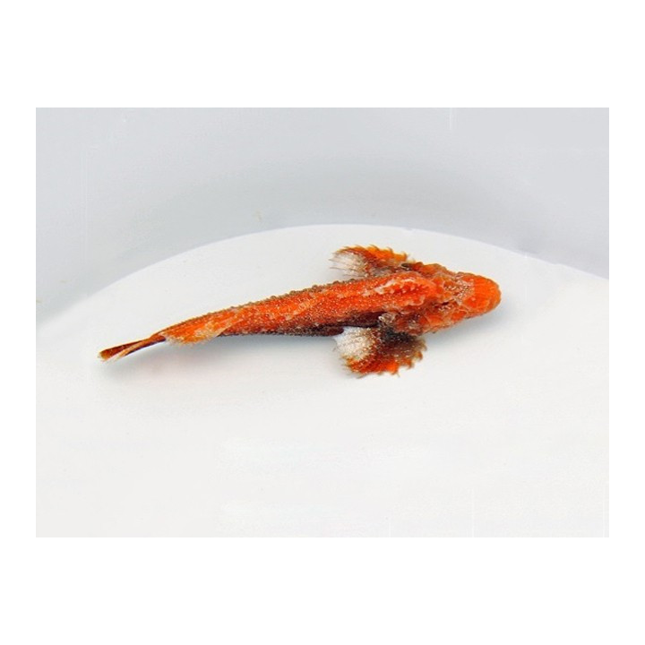 Paraploactis obbesi - Premium coloured