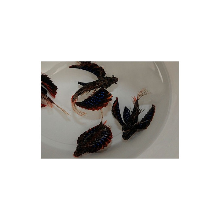 Parapterois heterura - Blue Foot Lion