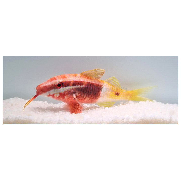 Parupeneus barberinoides - Goat - Bicolour