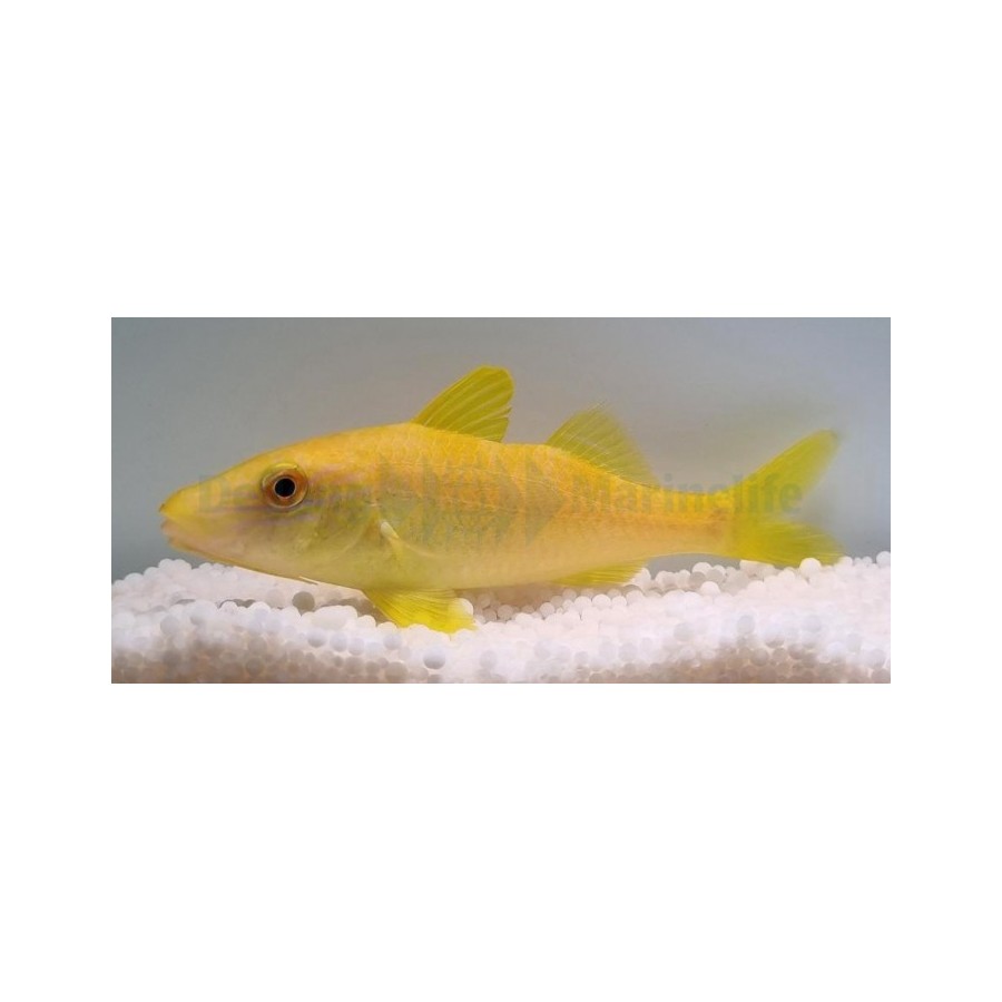 Parupeneus cyclostomus - Goat - Yellow