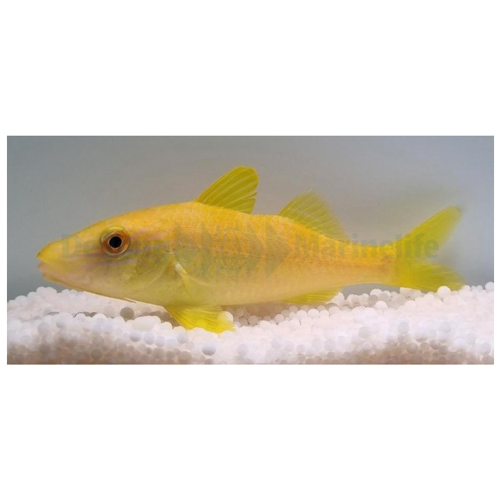 Parupeneus cyclostomus - Goat - Yellow
