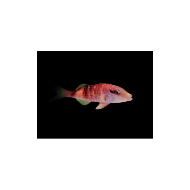 Parupeneus rubescens - Goat - Red