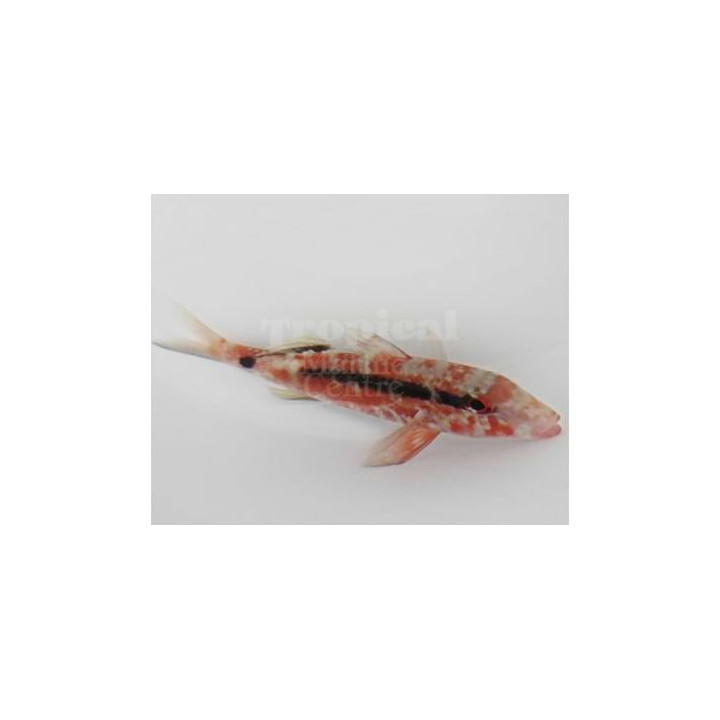 Parupeneus sp. - Goat - Common