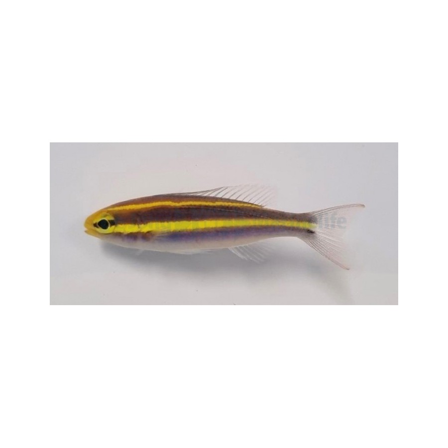 Pentapodus emeryii - Scolopsis - Blue/Yellow