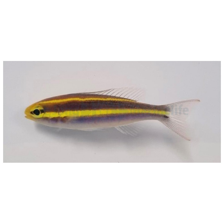 Pentapodus emeryii - Scolopsis - Blue/Yellow