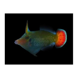 Pervagor janthinosoma - Red Tail Filefish