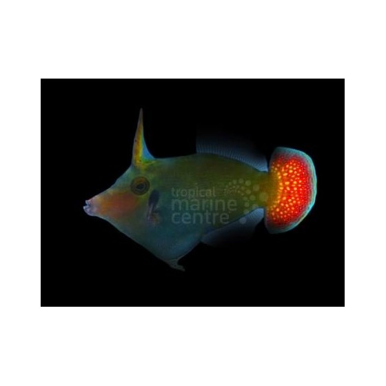 Pervagor janthinosoma - Red Tail Filefish