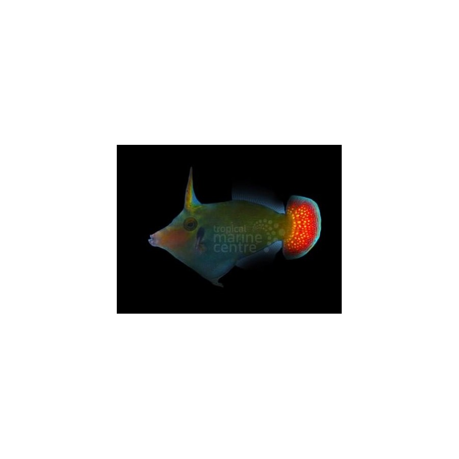 Pervagor janthinosoma - Red Tail Filefish