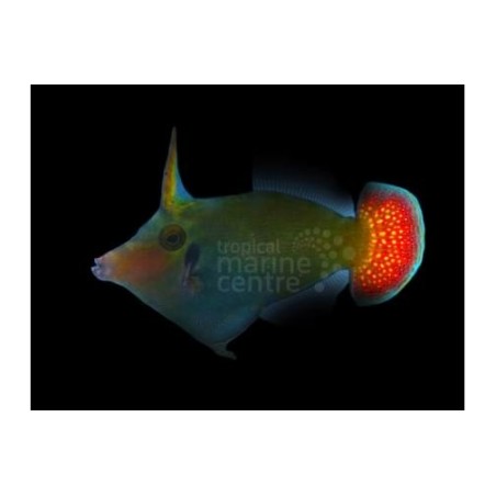 Pervagor janthinosoma - Red Tail Filefish