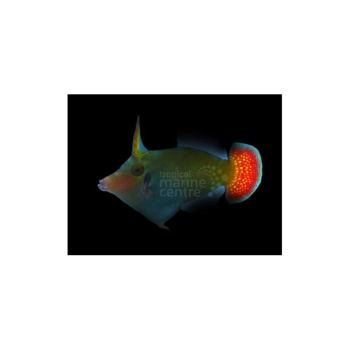 Pervagor janthinosoma - Red Tail Filefish