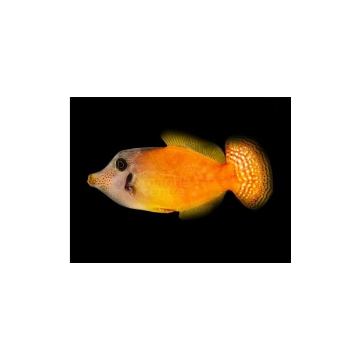 Pervagor melanocephalus