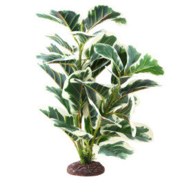 Ficus Elastica 2 , Terraario- ja akvaariotarvike