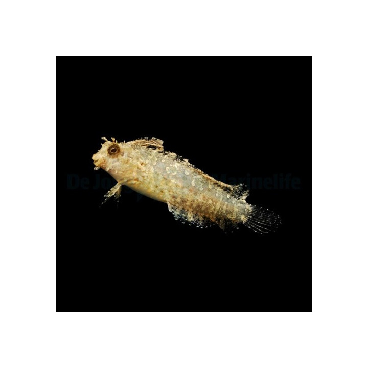 Petroscirtes mitratus - Weed Blenny