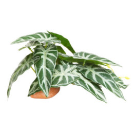 Calathea 1 , Terraario- ja akvaariotarvike