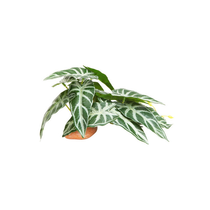Calathea 1 , Terraario- ja akvaariotarvike