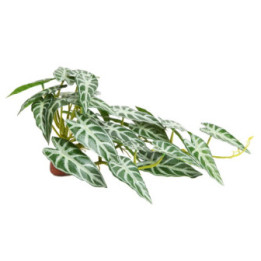 Calathea 2 , Terraario- ja akvaariotarvike