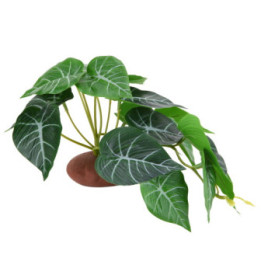Alocasia 1 , Terraario- ja akvaariotarvike