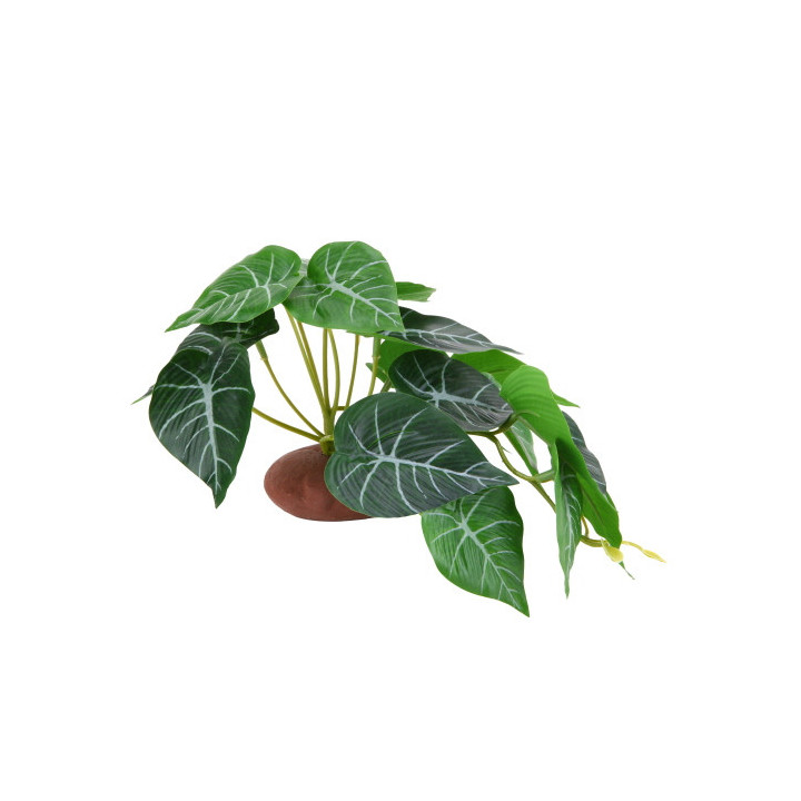 Alocasia 1 , Terraario- ja akvaariotarvike