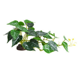 Alocasia 2 , Terraario- ja akvaariotarvike