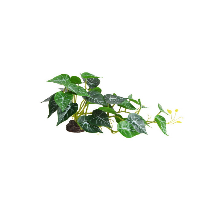 Alocasia 2 , Terraario- ja akvaariotarvike
