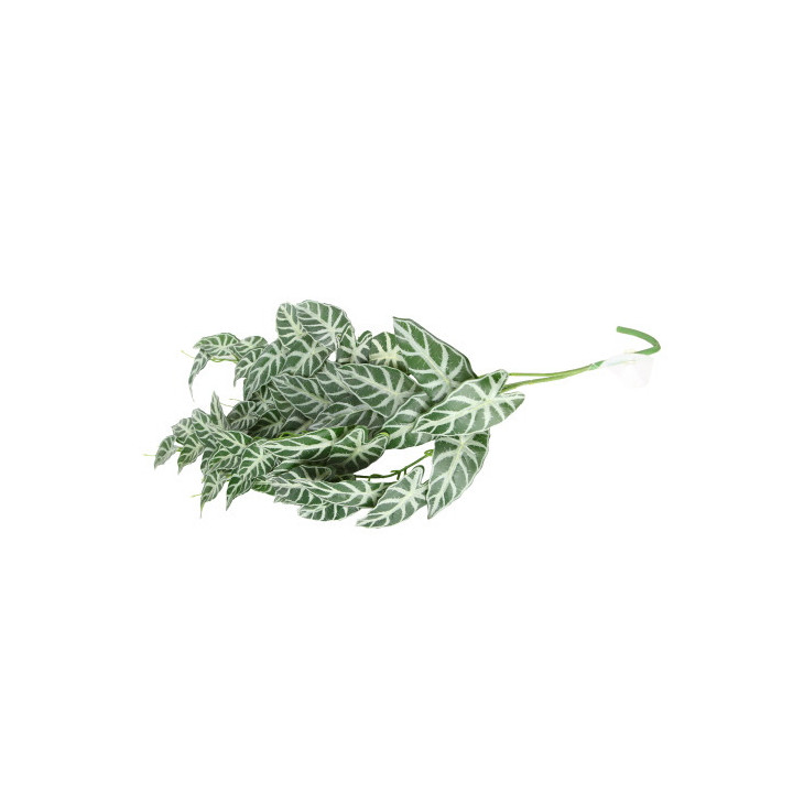 Climber Aureum , Terraario- ja akvaariotarvike