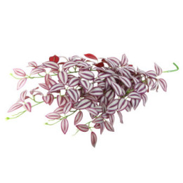 Climber Purpurea , Terraario- ja akvaariotarvike
