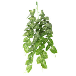 Climber Heartleaf , Terraario- ja akvaariotarvike