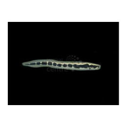Pholidichthys leucotaenia - Arrow Goby - vankiluikero