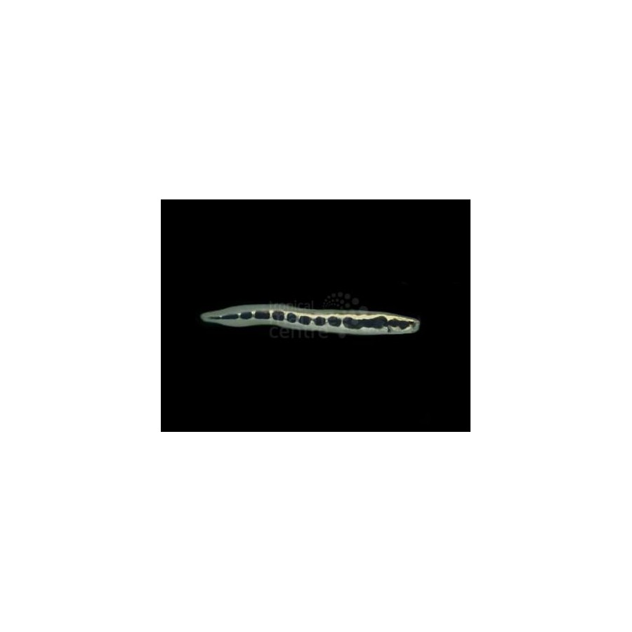 Pholidichthys leucotaenia - Arrow Goby - vankiluikero