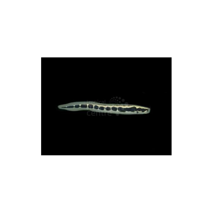 Pholidichthys leucotaenia - Arrow Goby - vankiluikero