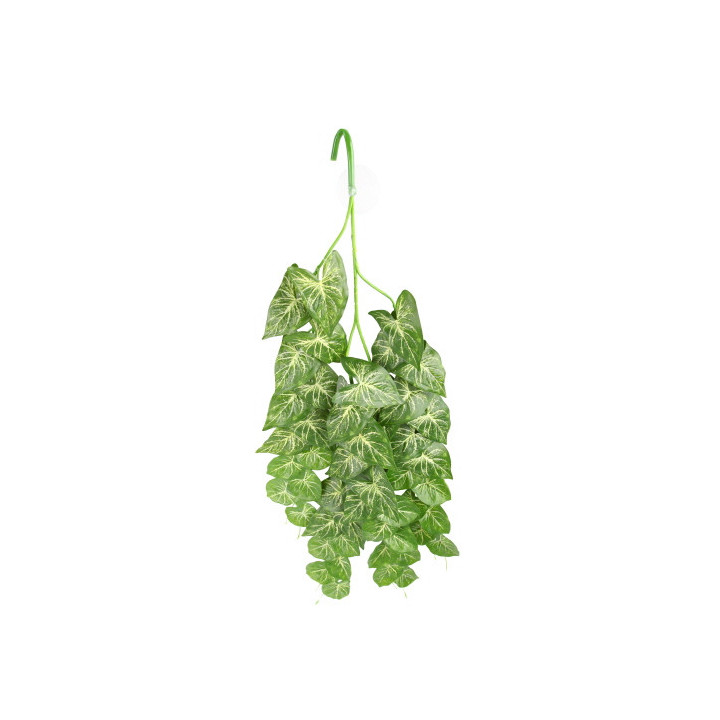 Climber Heartleaf , Terraario- ja akvaariotarvike