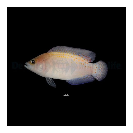 Pholidochromis cerasina - Red Spotted Pygmy Basslet