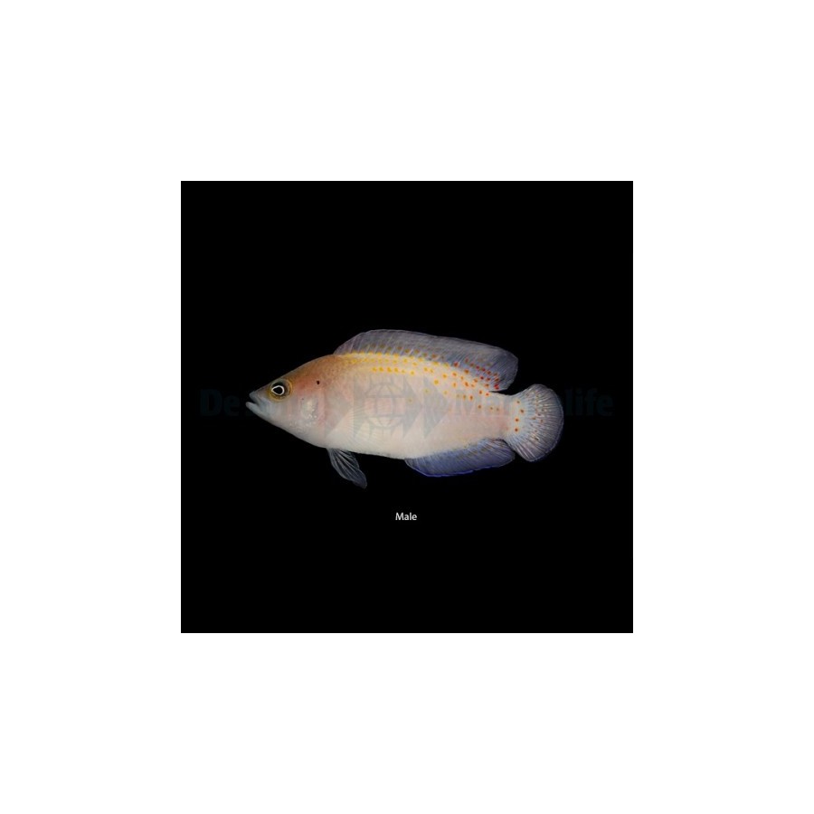 Pholidochromis cerasina - Red Spotted Pygmy Basslet