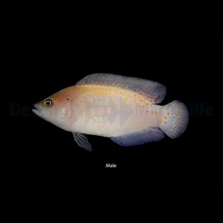 Pholidochromis cerasina - Red Spotted Pygmy Basslet