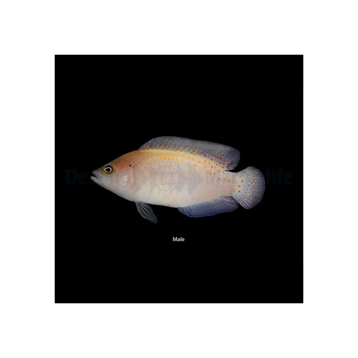 Pholidochromis cerasina - Red Spotted Pygmy Basslet