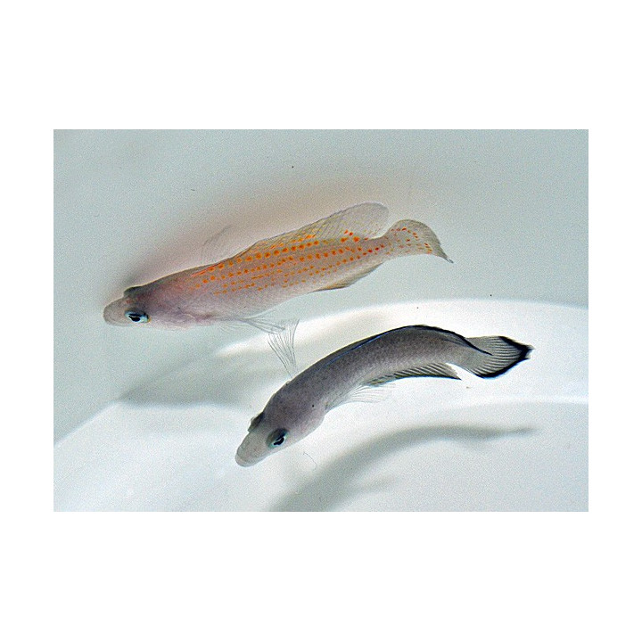 Pholidochromis cerasina - Red Spotted Pygmy Basslet
