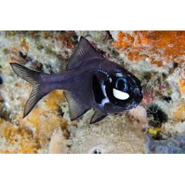 Photoblepharon palpebratus - Lyhtysilmä - Flashlight Fish