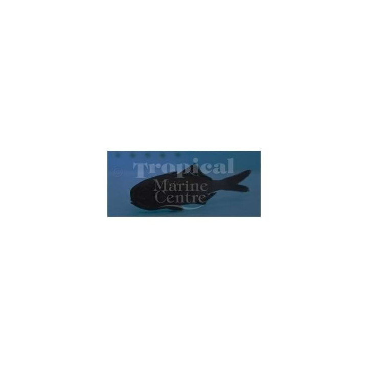 Photoblepharon palpebratus - Lyhtysilmä - Flashlight Fish