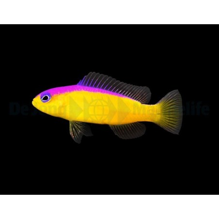 Pictichromis diadema - Flashback Pygmy Basslet