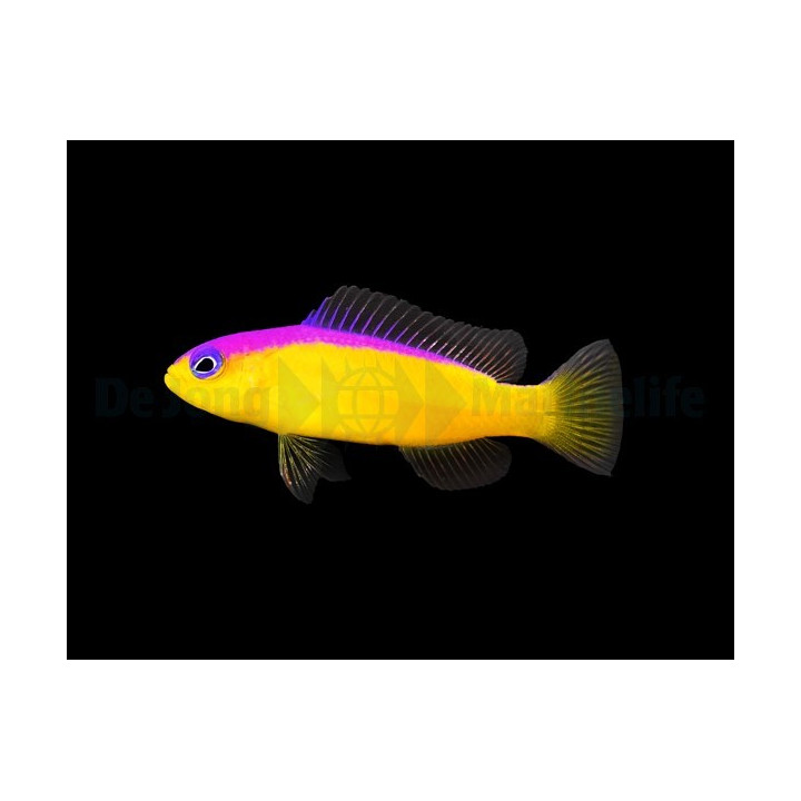 Pictichromis diadema - Flashback Pygmy Basslet