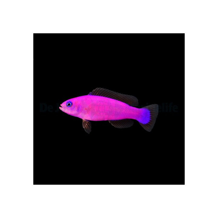 Pictichromis porphyrea - Strawberry Pygmy Basslet