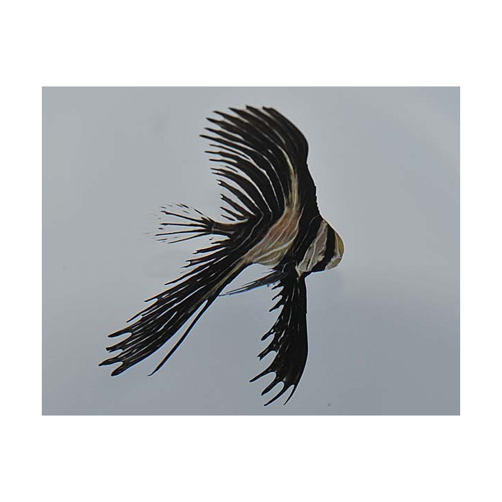 Platax batavianus - Kyhmylepakkokala