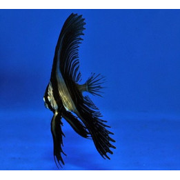 Platax batavianus - Kyhmylepakkokala - viljelty