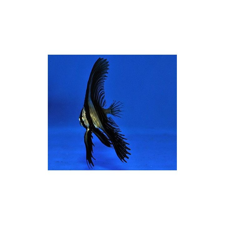 Platax batavianus - Kyhmylepakkokala - viljelty