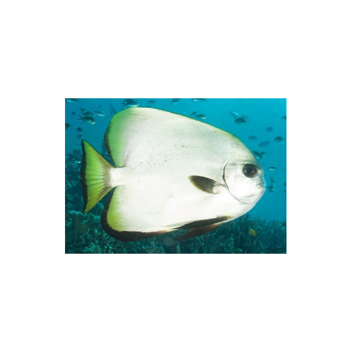 Platax boersii - viljelty