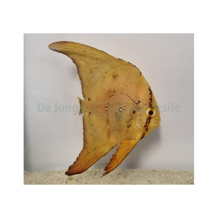 Platax orbicularis - lepakkokala